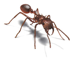 Bryanston West Ant Pest Contro