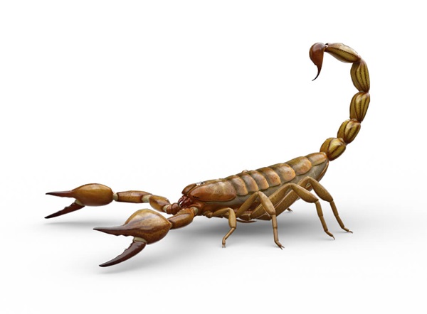 Scorpion infestation